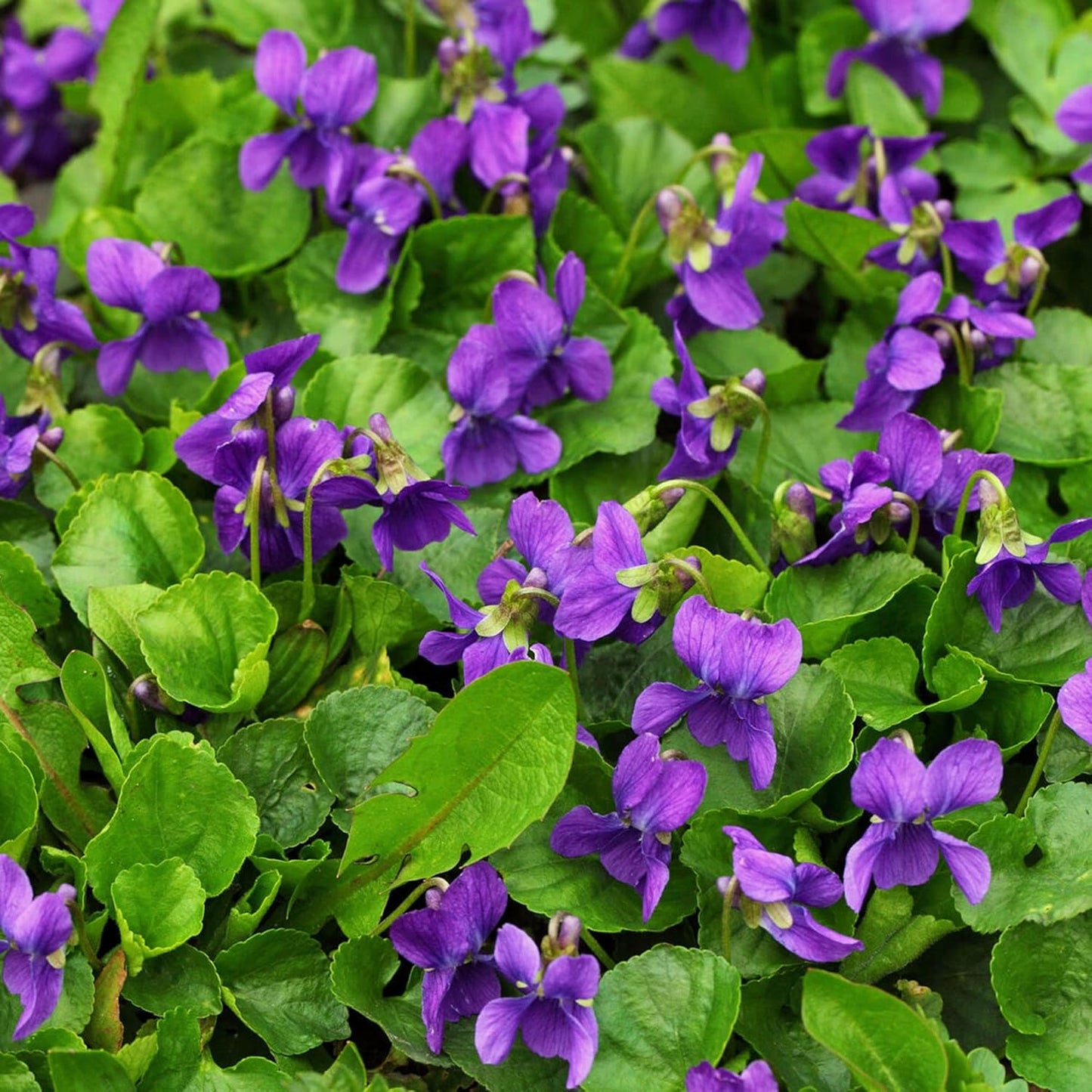 Viola Odorata 'Queen Charlotte' Blumensamen