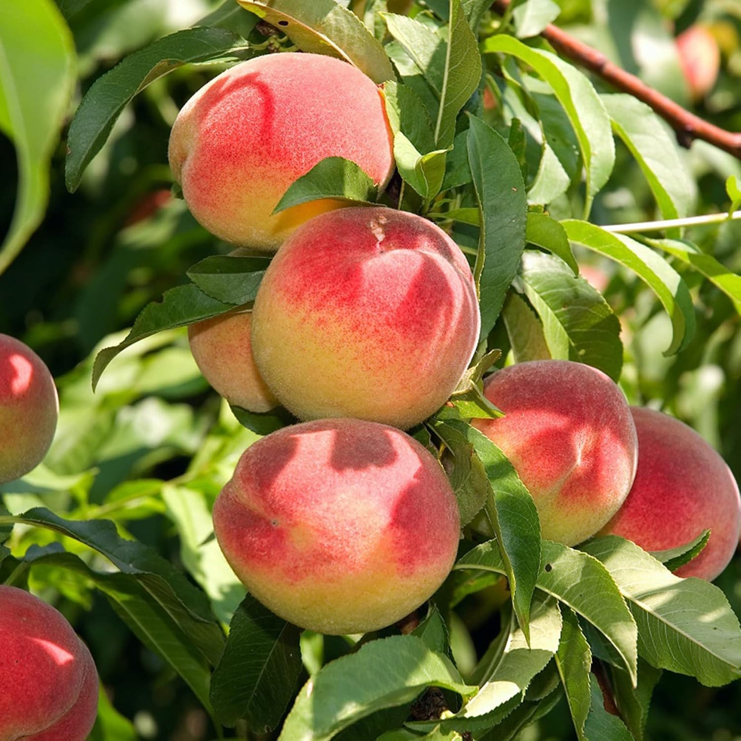 Graines de fruit pêche Bonanza