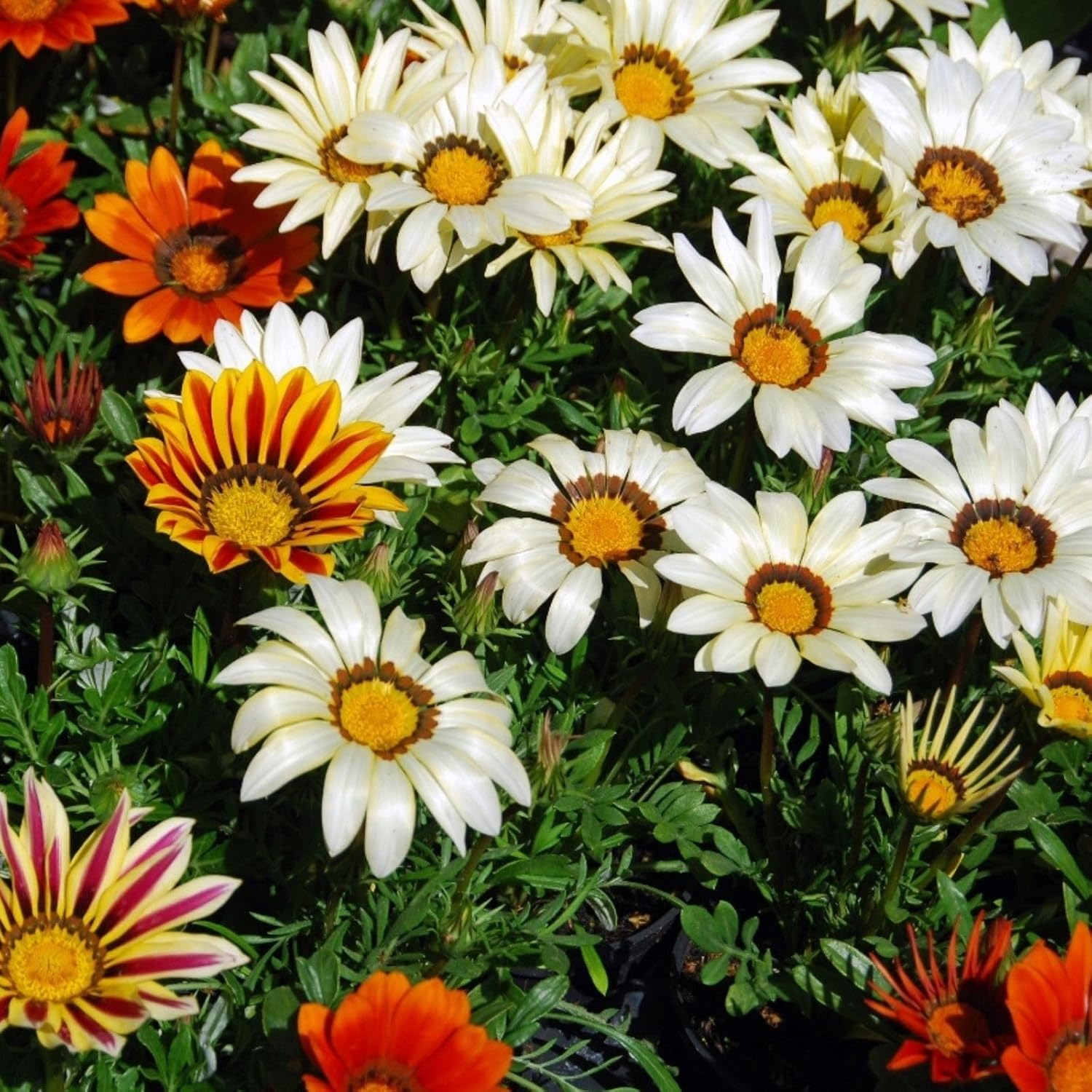 treasure flower seeds Gazania (Treasure Flower) Seeds for Planting – Heirloom, Non-GMO, Easy – Pure Asia Seeds
