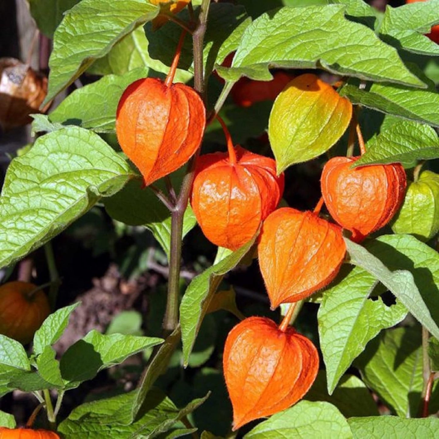 Graines de fruit de cerise à vessie de lanterne