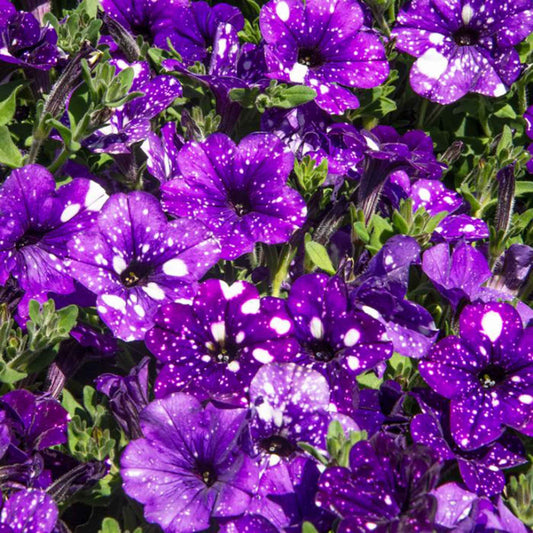 Night Sky Petunia Seeds for Planting – Heirloom, Non-GMO, Easy to Grow, Annual