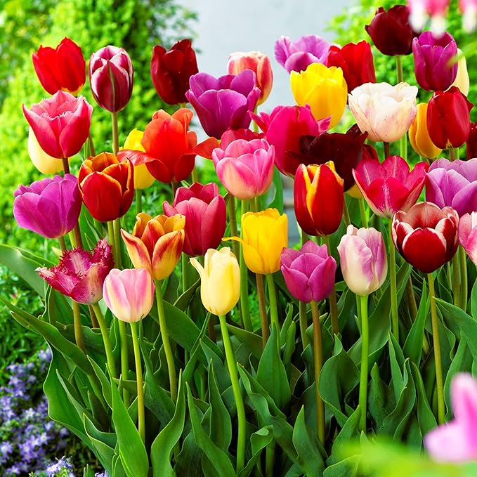 Tulip Flower seeds for Planting - Vibrant Colors, Heirloom & GMO Free Seeds for Home Garden
Sale for planting in home garden