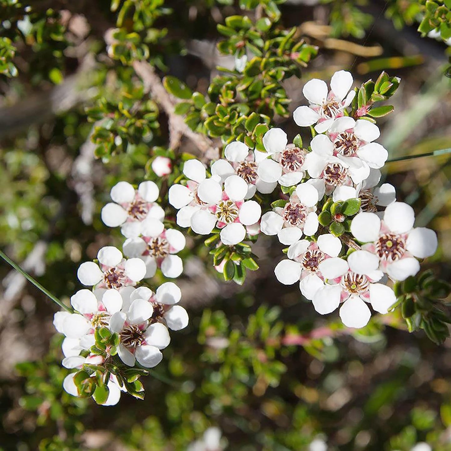 Manuka Tea Flower Seeds