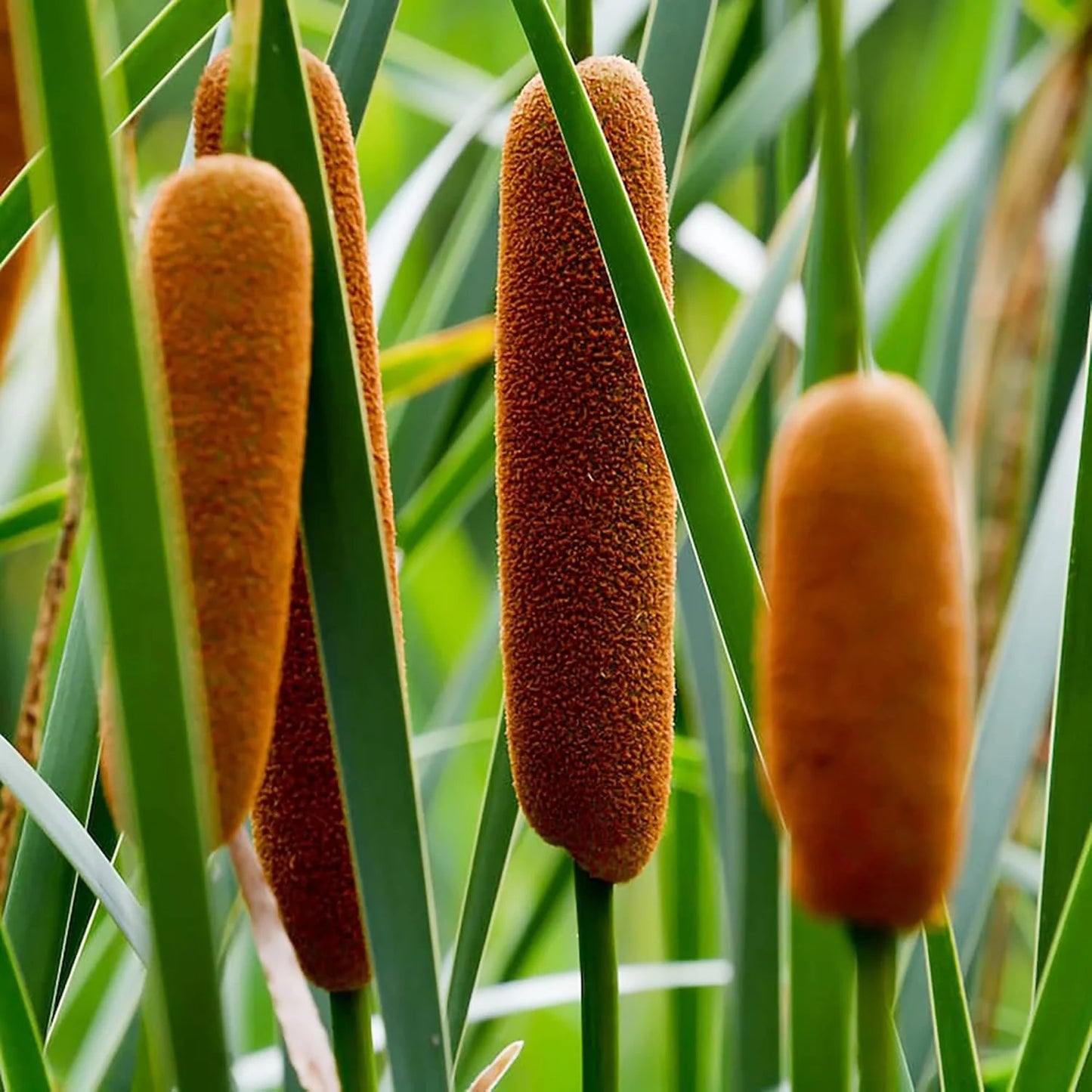 Cattail Plant Seeds for Planting – Heirloom, Non-GMO, Wetland Perennial