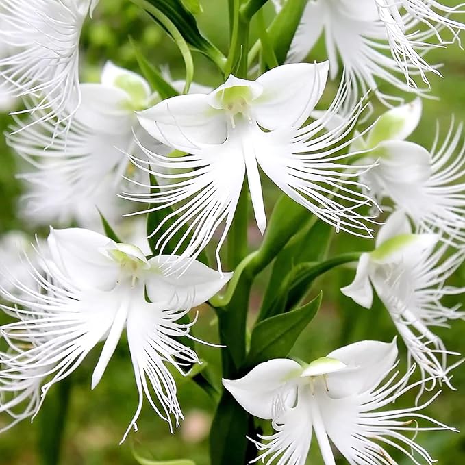 Radiata Flower seeds for Planting - Colorful Display, Heirloom & GMO Free Seeds for Home Garden
Sale for planting in home garden