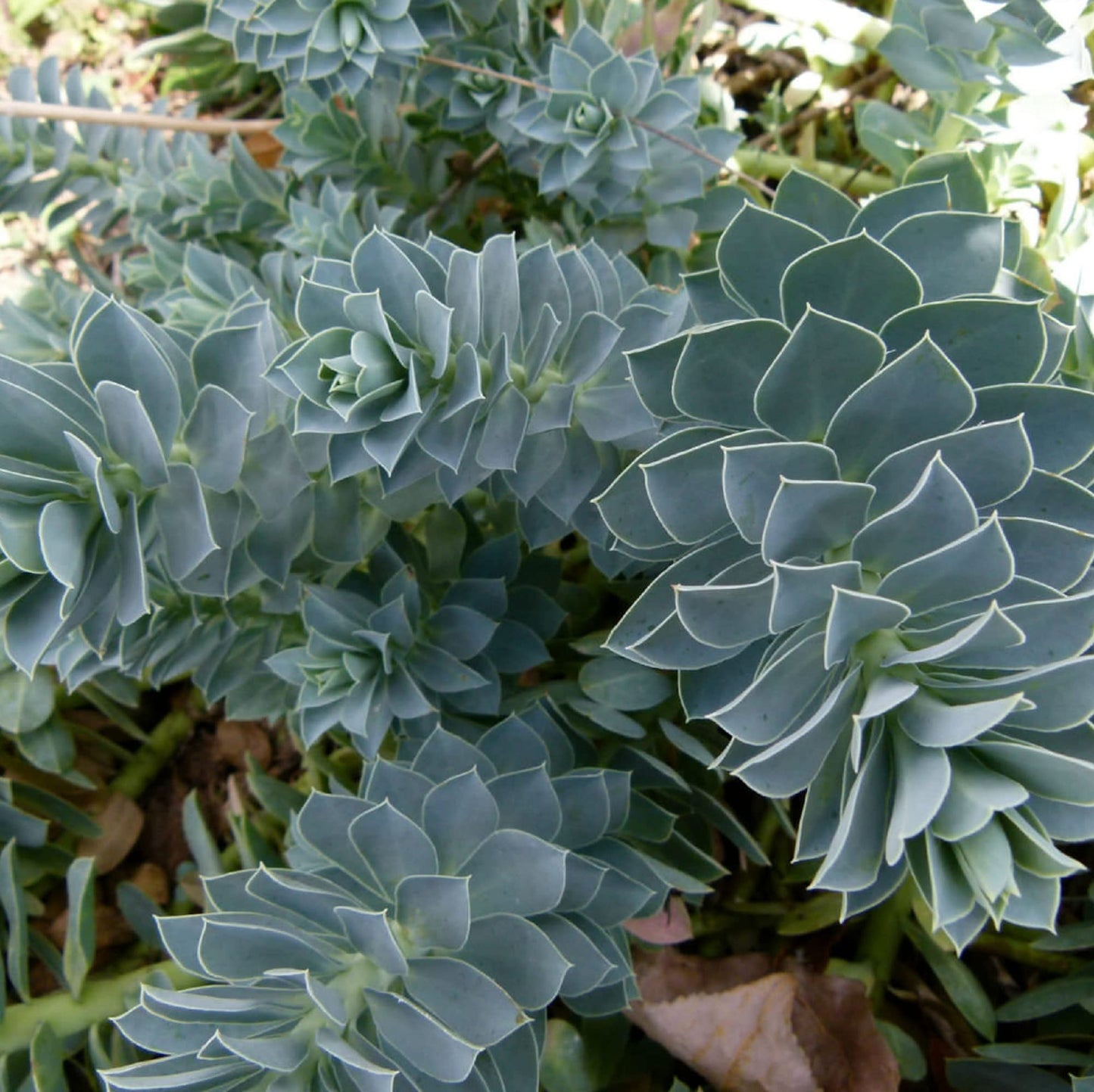 Euphorbia Myrsinites Herb Seeds