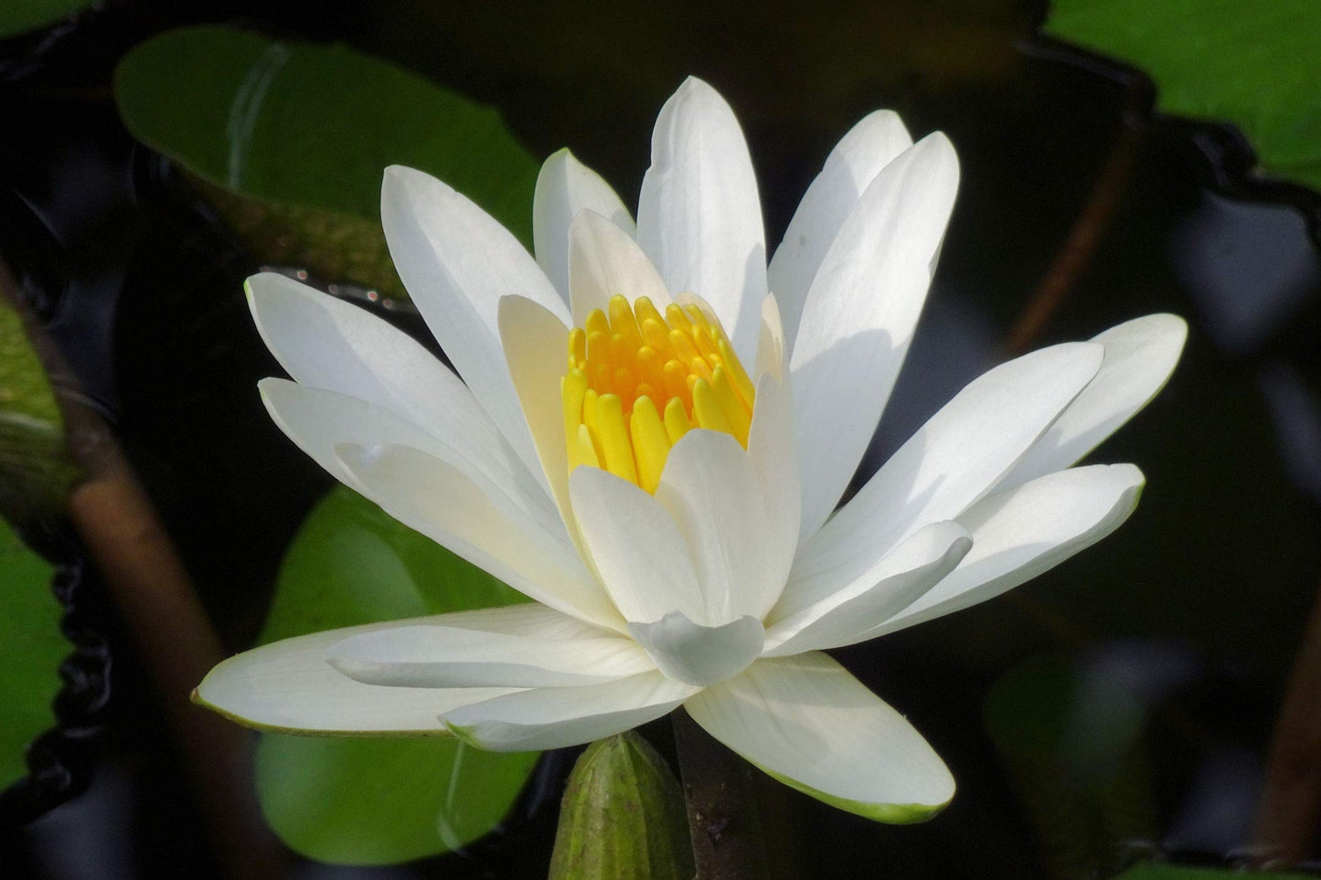 Semillas de flores de nenúfar blanco