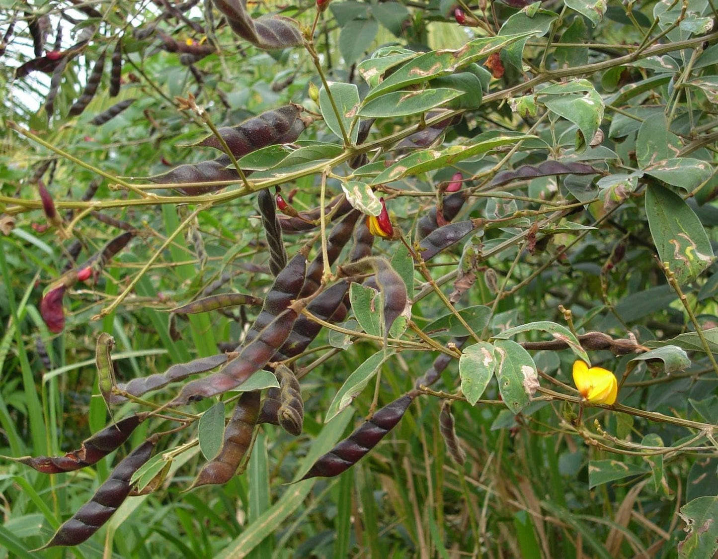 Semillas de guisante de paloma