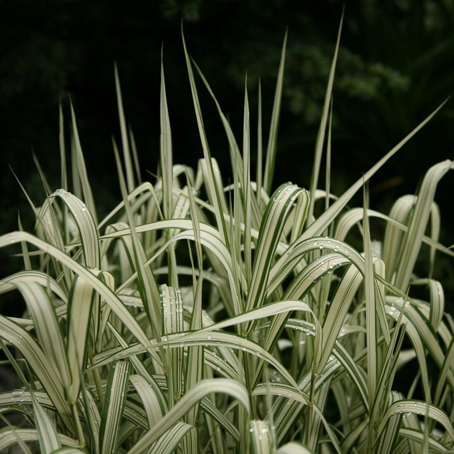 Variegated Cat Grass Plant Seeds