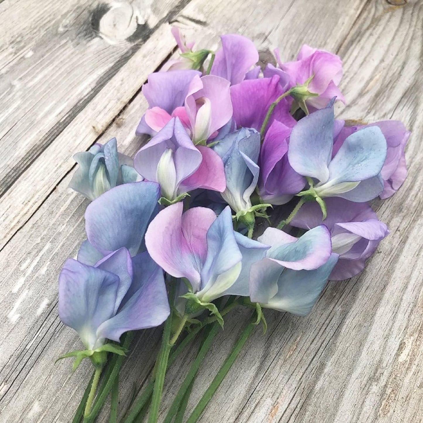 Sweet Pea 'Northern Lights' Flower Seeds