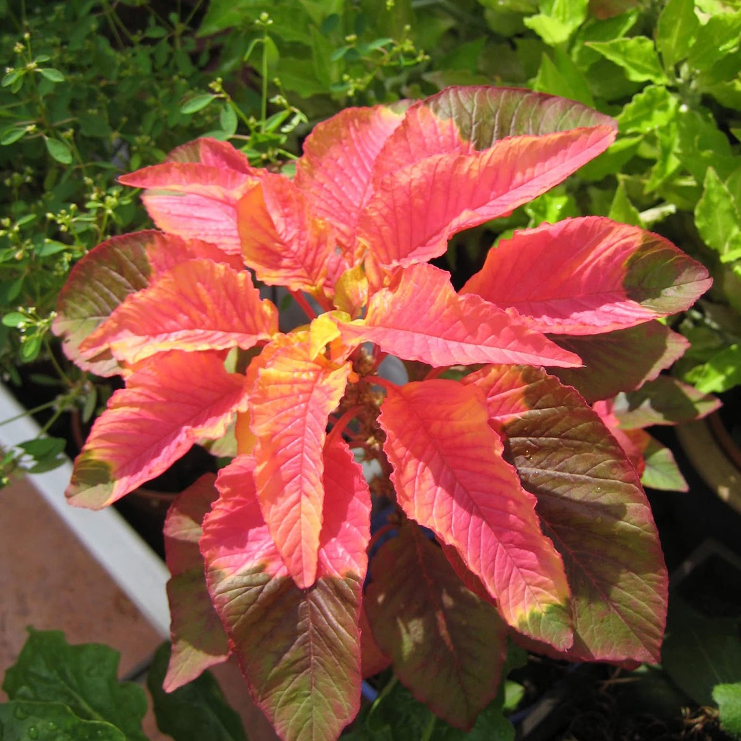 Amaranthus Illumination Plant Seeds