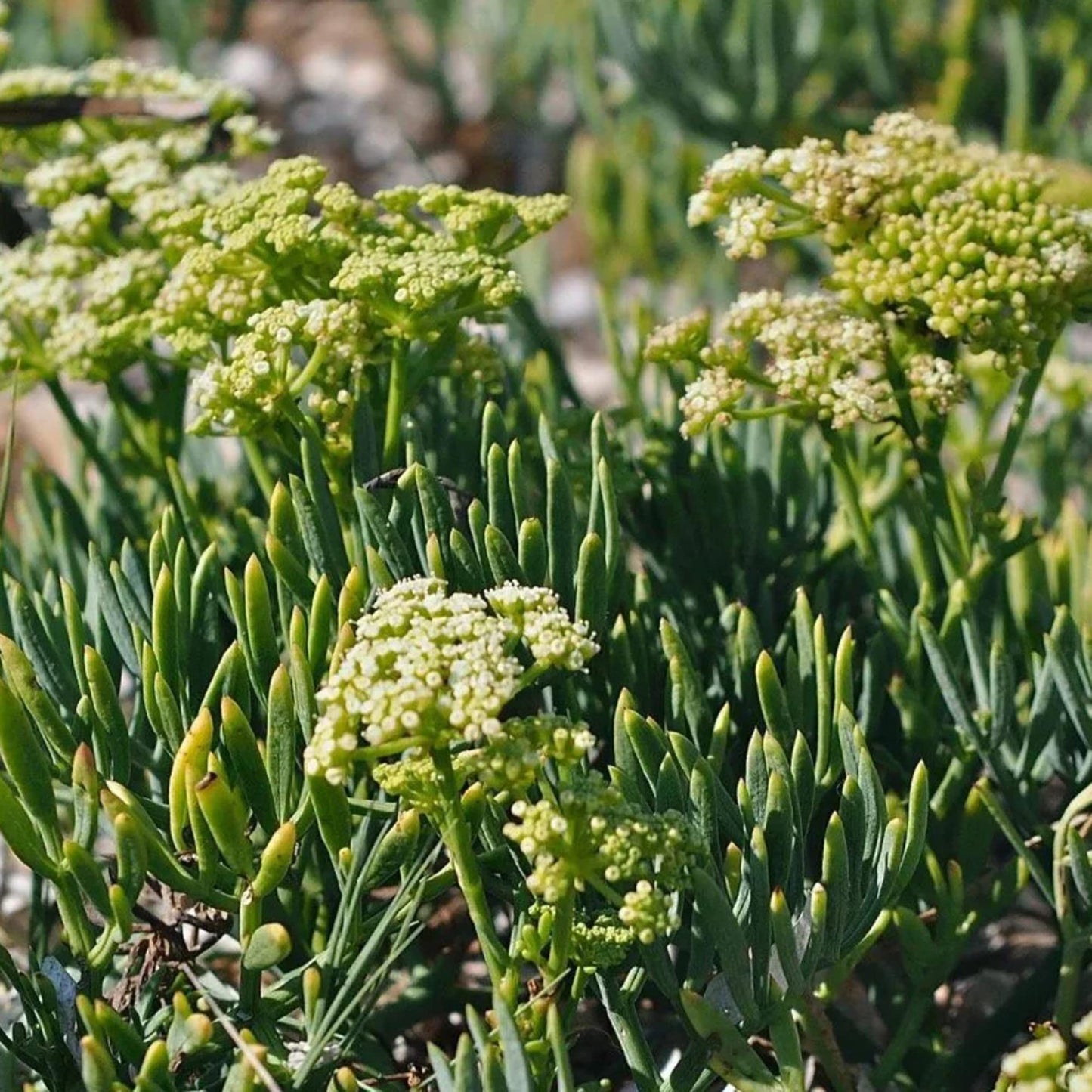 Graines de légumes de salicorne
