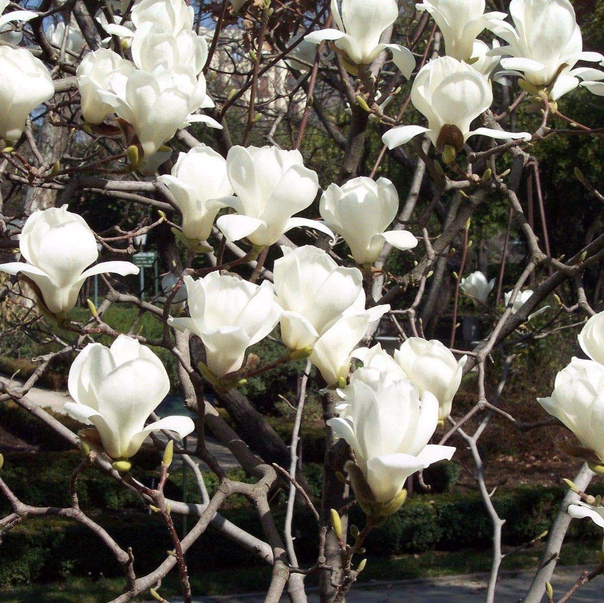 Yulan Magnolia Flower Seeds