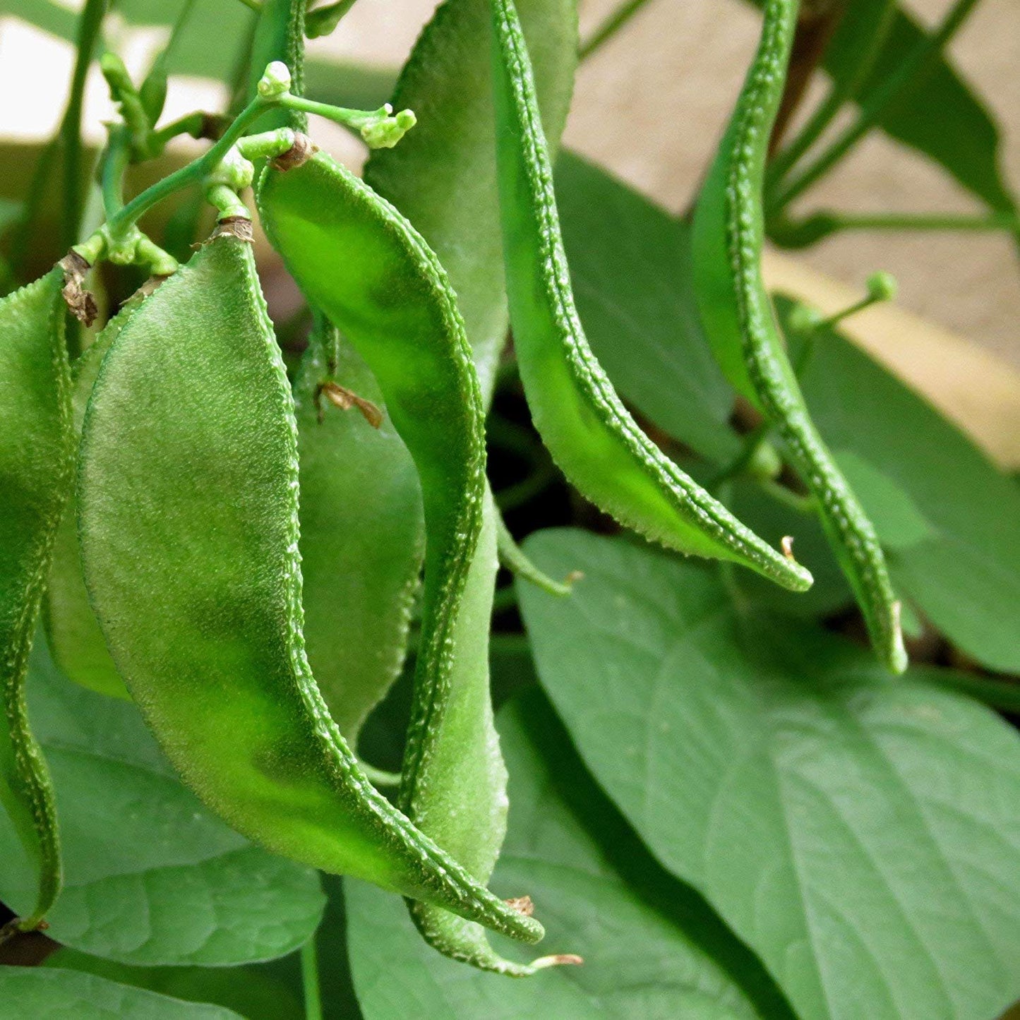Bangladeshi Hyacinth Bean Vegetable Seeds