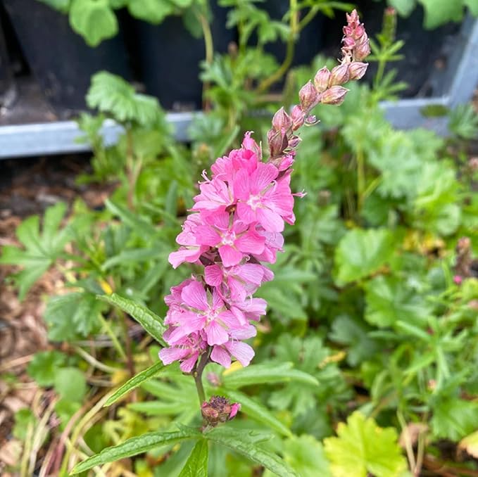 Pink Checkerbloom Flower seeds for Planting - Cottage Garden Essential, Heirloom & GMO Free Seeds for Home Garden
Sale for planting in home garden