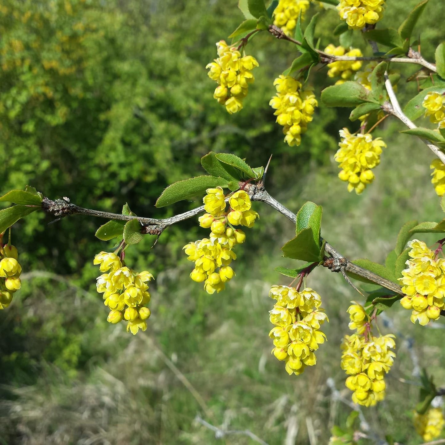 Indian Barberry Seeds (Berberis Aristata) Flower Seeds