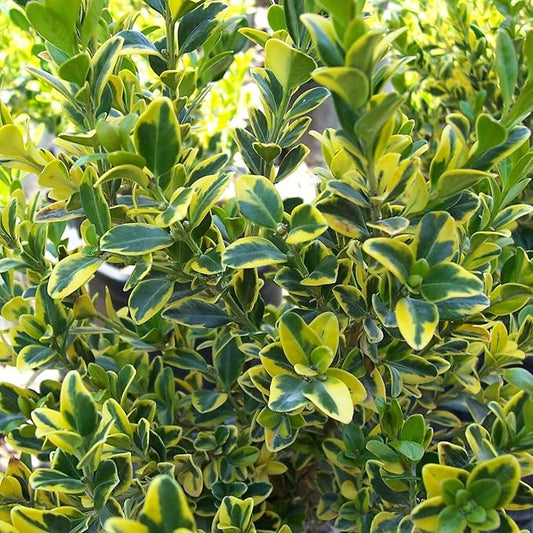 Japanese Boxwood (Buxus microphylla) Herb Seeds for Planting – Heirloom, Non-GMO, Easy to Grow
