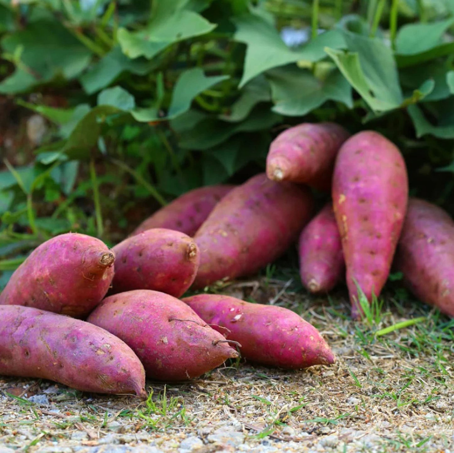 Sweet Potato Pink Dichondra Vegetable Seeds – Heirloom, Non-GMO, Easy to Grow, Annual