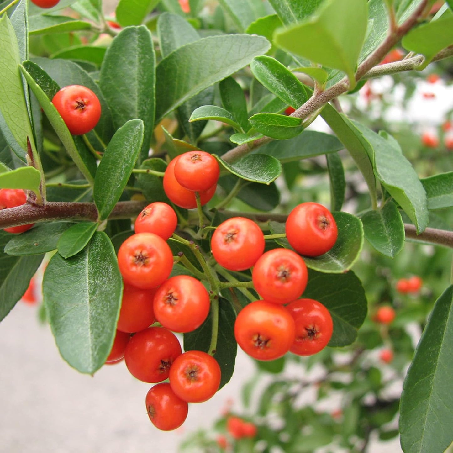 Scharlachroter Feuerdorn Pyracantha Coccinea Samen