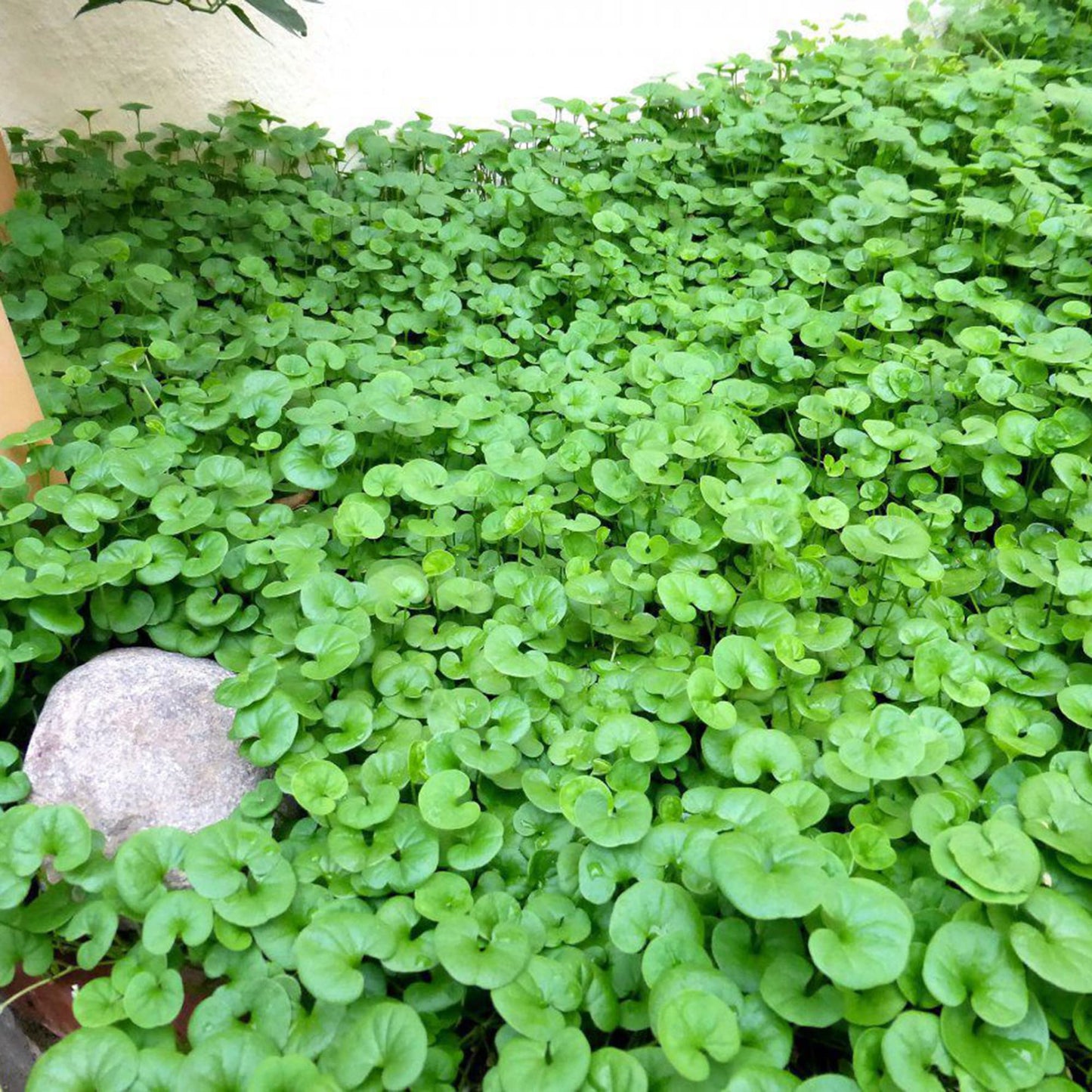 Dichondra Repens Herb Seeds for Planting – Heirloom, Non-GMO, Groundcover, Perennial