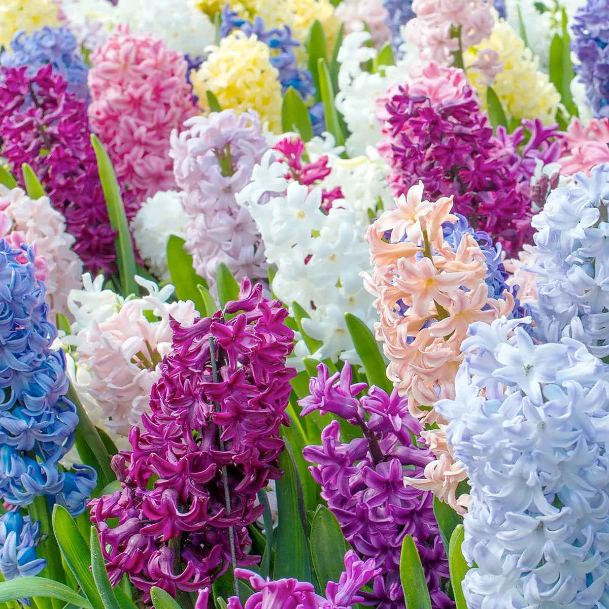 MultiColour Hyacinthus Orientalis Flower seeds for Planting Premium Quality Heirloom & GMO Free Seeds for Home Garden
Sale seeds for home garden planting