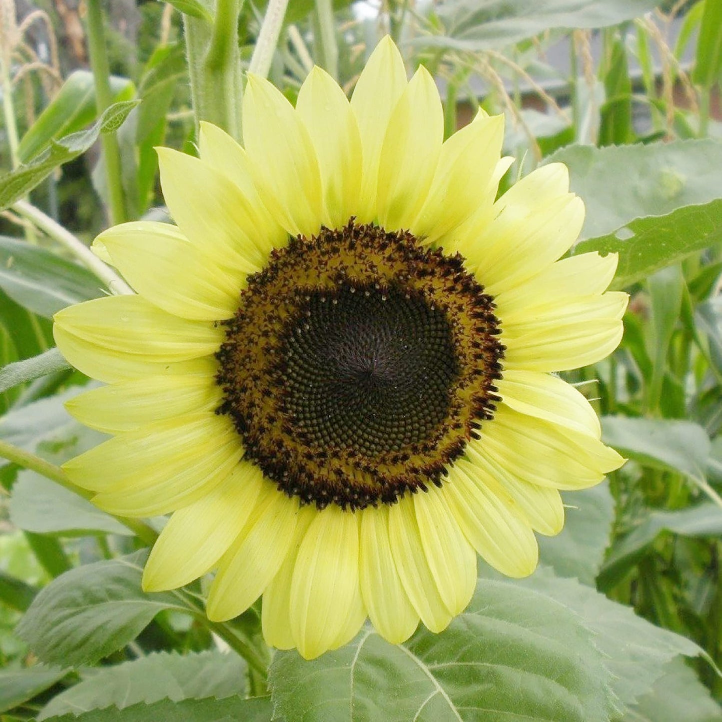Semillas de flor de girasol 'Moonwalker'