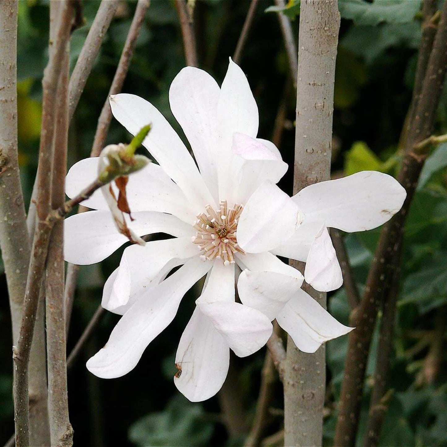 Star Magnolia Flower Seeds