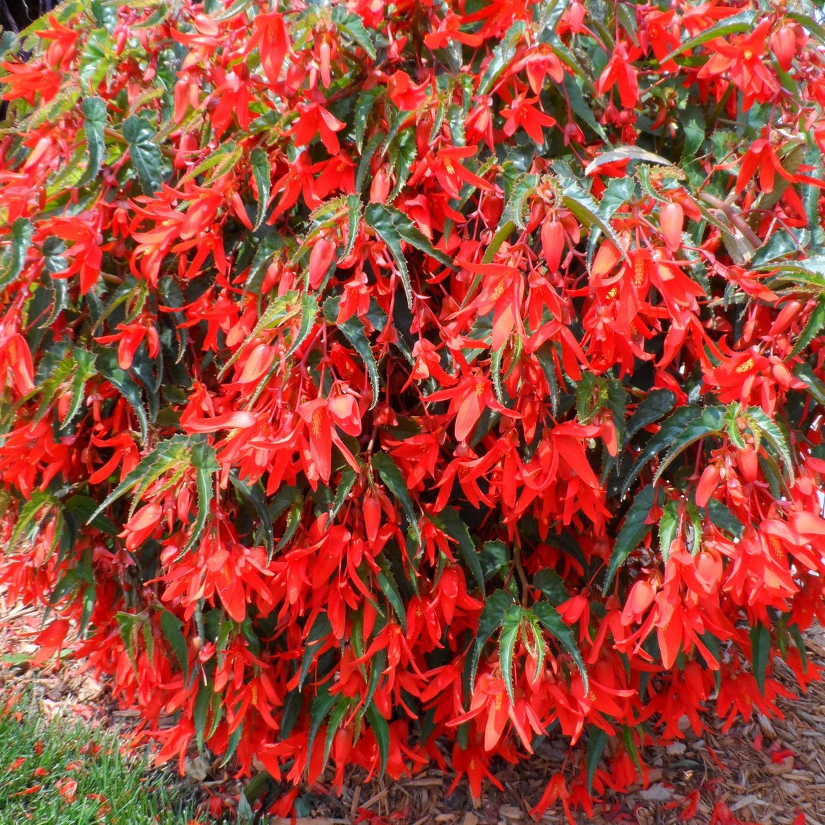 begonia flower seeds Trailing Begonia Flower seeds for Planting - Sun L