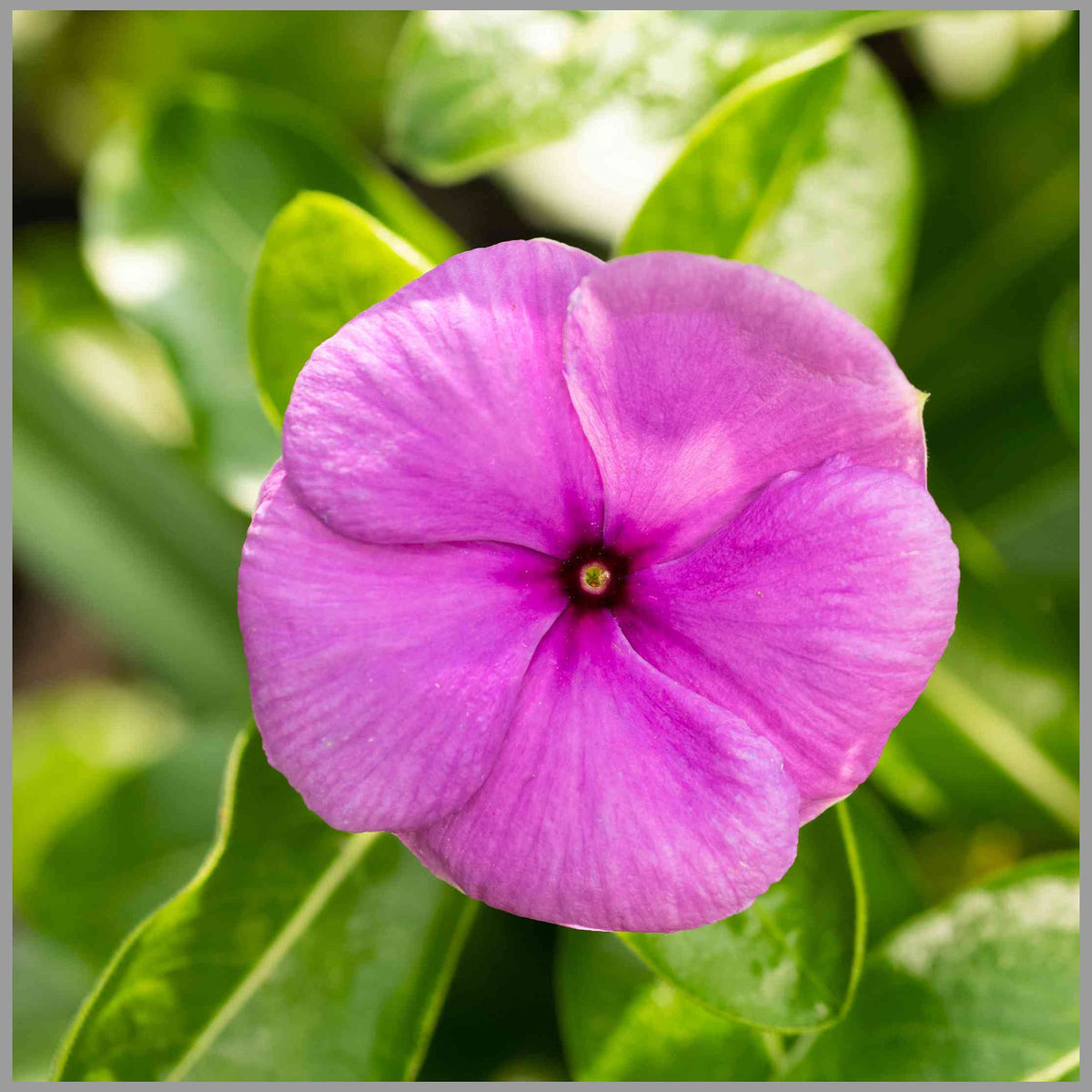 Thick Pink Periwinkle Flower seeds for Planting - Fragrant Blossoms, Heirloom & GMO Free Seeds for Home Garden
Sale seeds for planting in home garden