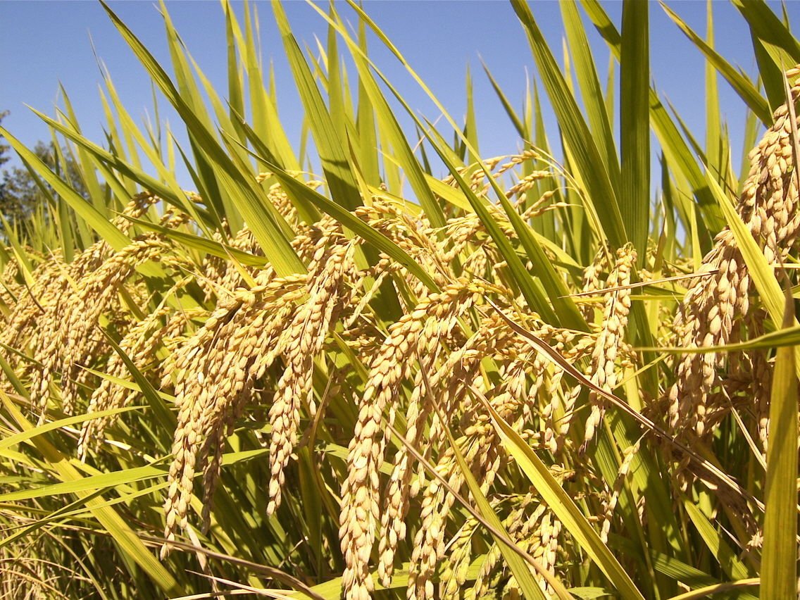 Brown Jasmine Rice Vegetable Seeds