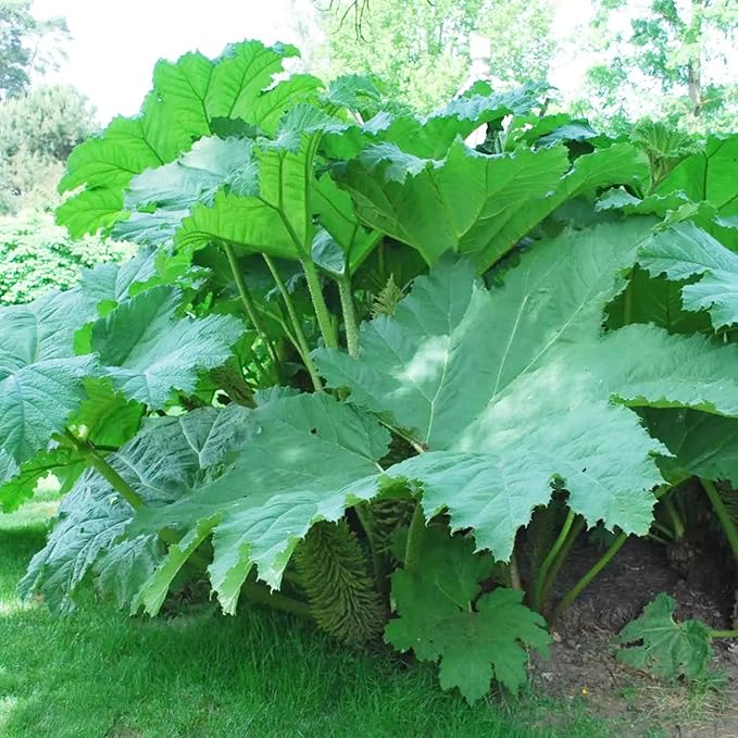 Giant Rhubarb (Gunnera manicata) Herb Seeds – Heirloom, Non-GMO, Large Leaf, Moisture-Loving Perennial