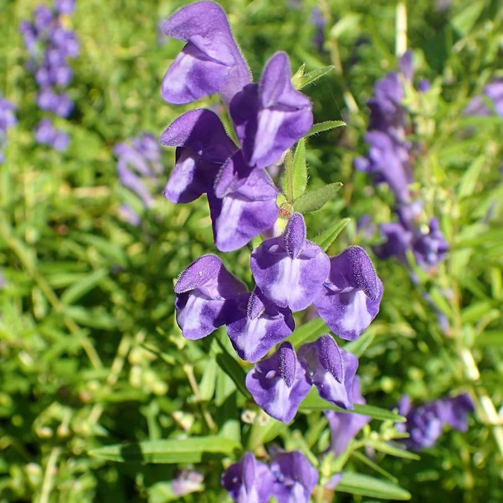 Scutellaria Incana Flower Seeds