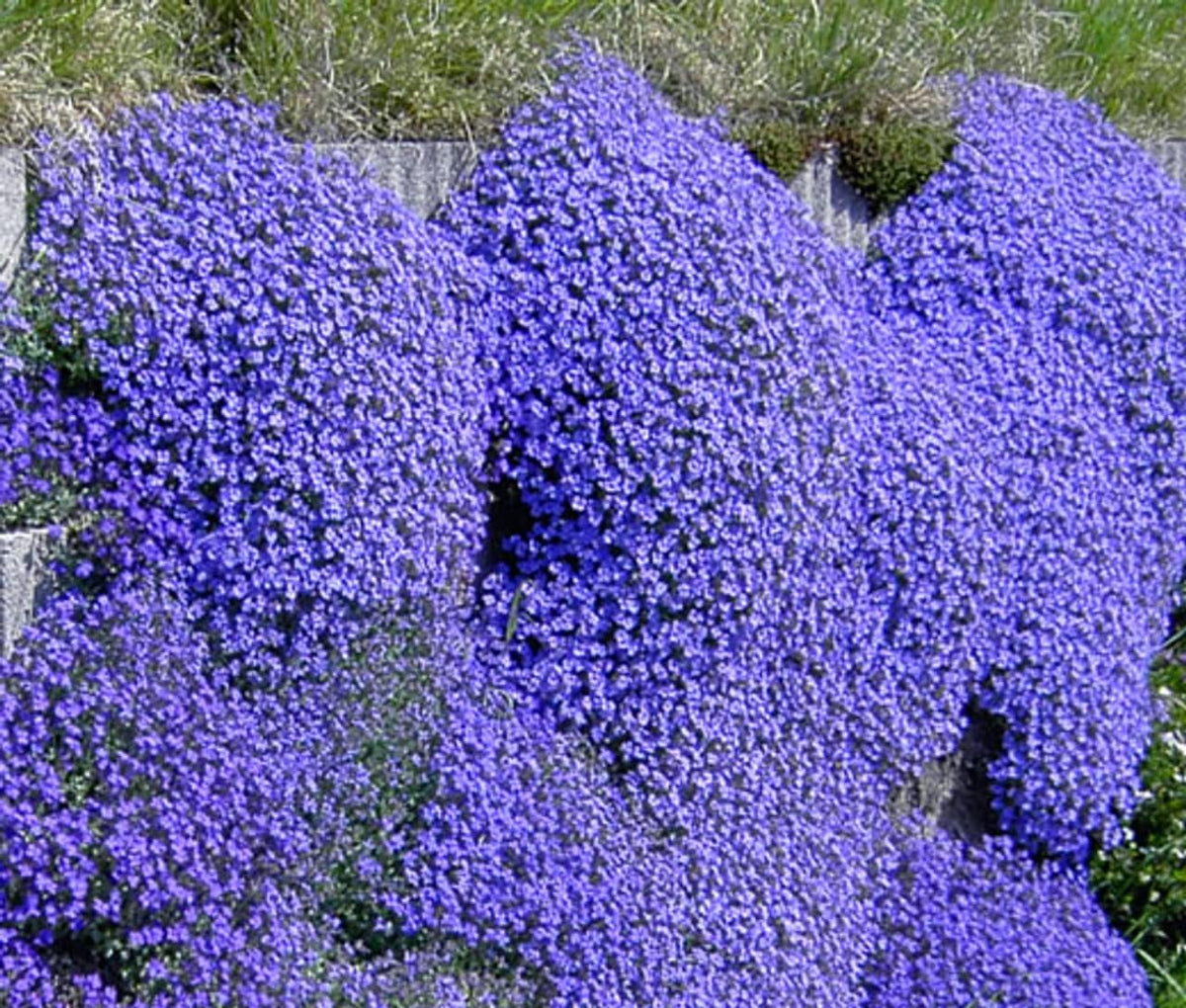 Blue Aubrieta Flower seeds for Planting - Wildflower Mix, Heirloom & GMO Free Seeds for Home Garden
Sale seeds for planting in home garden