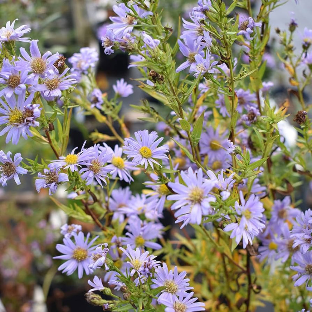 Aster Novi-Belgii Flower Seeds