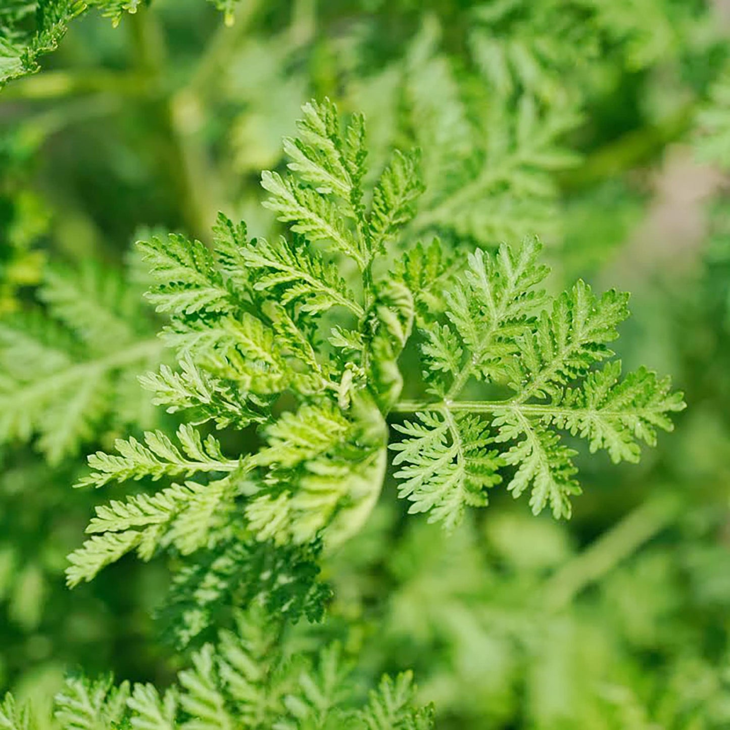 Artemisia Annua Herb Seeds for Planting – Heirloom, Non-GMO, Medicinal, Annual