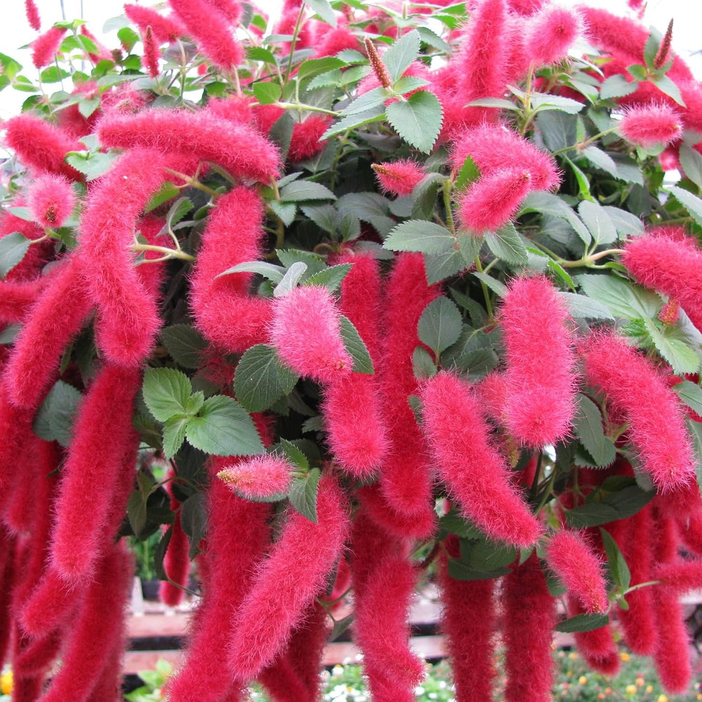 Semillas de flores de Acalypha Pendula (chenilla enana)