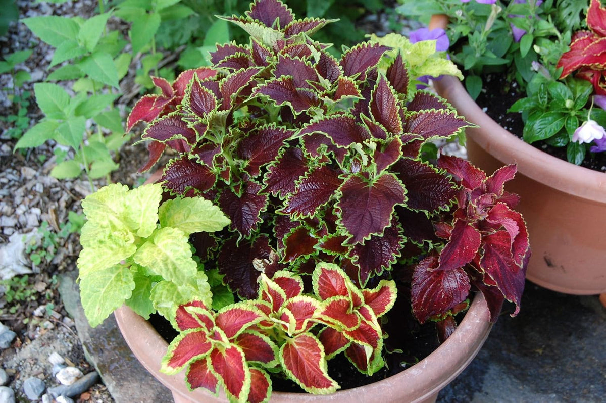 Mixed Coleus Flower seeds for Planting - Premium Quality, Heirloom & GMO Free Seeds for Home Garden
Sale for planting in home garden