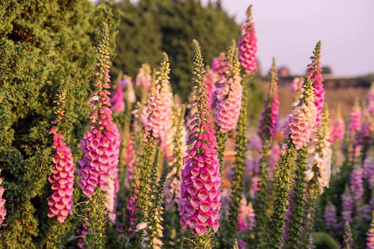 High Quality Foxglove Seeds for Vibrant Gardens