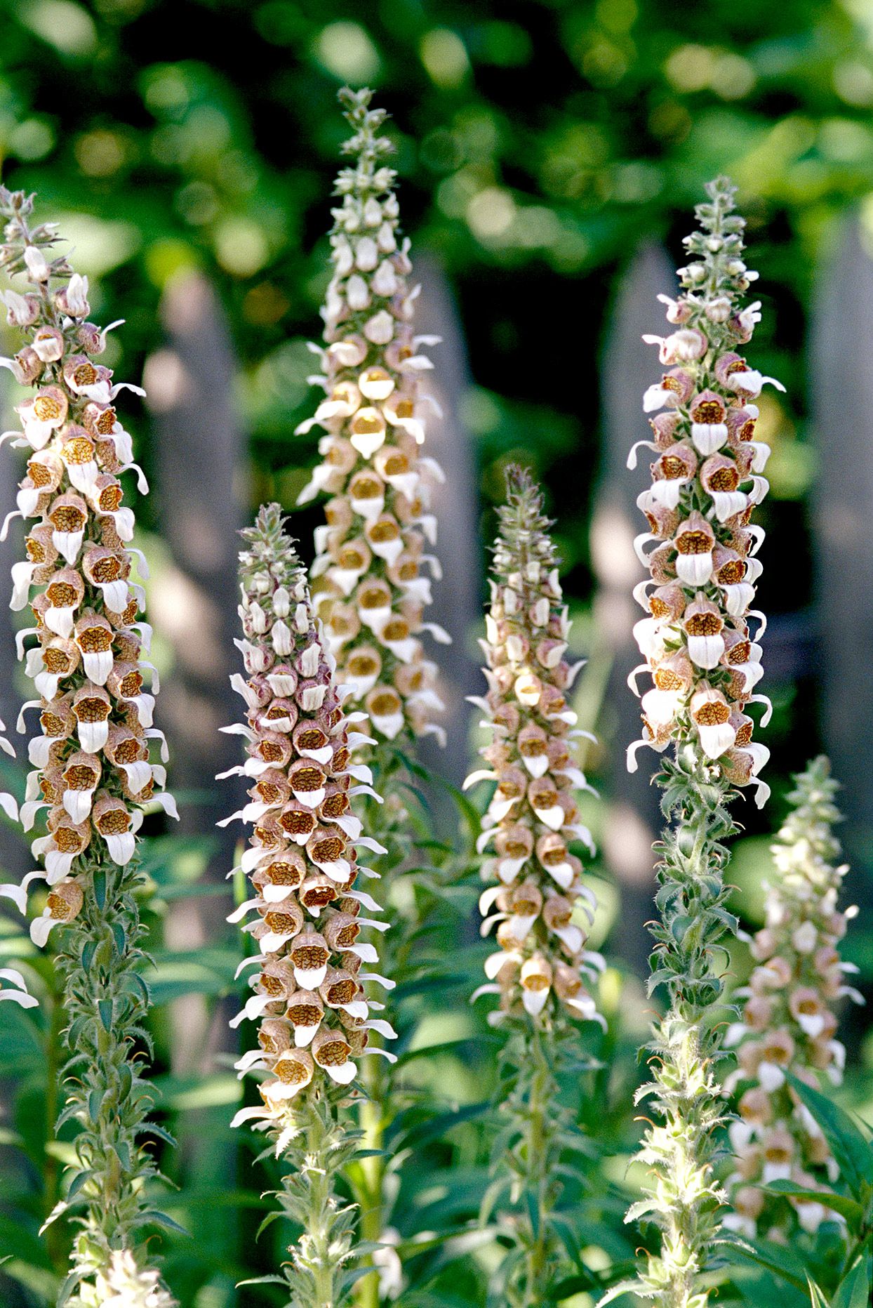 Foxglove Seeds for Planting – Heirloom, Non-GMO, Easy to Grow, Perennial.