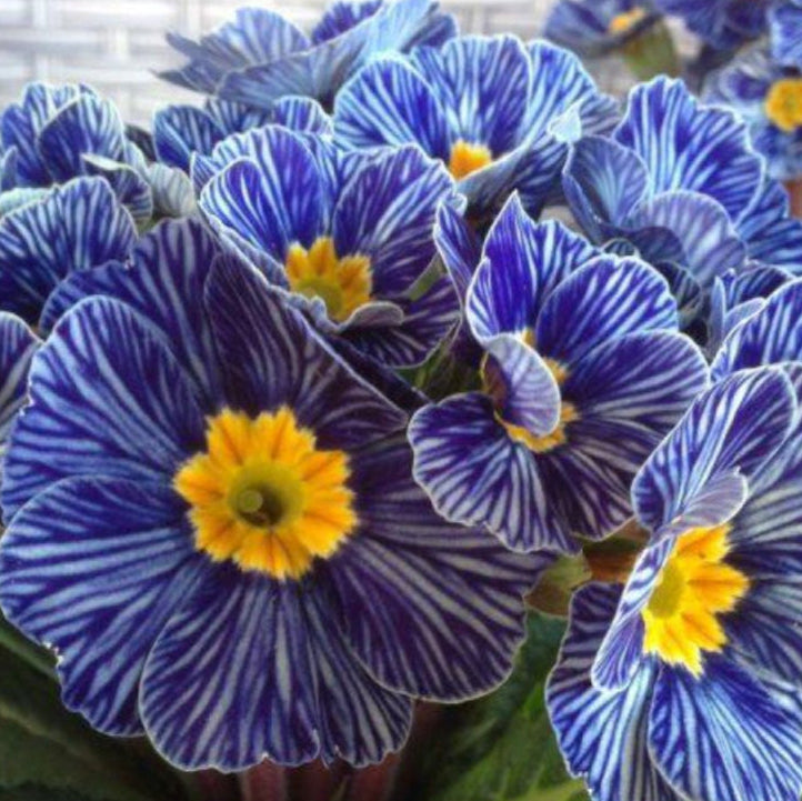 Primula 'Zebra Blue' Flower Seeds