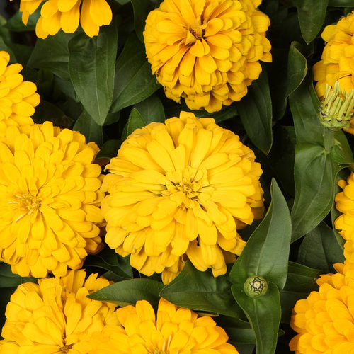 Yellow Zinnia seeds for planting
