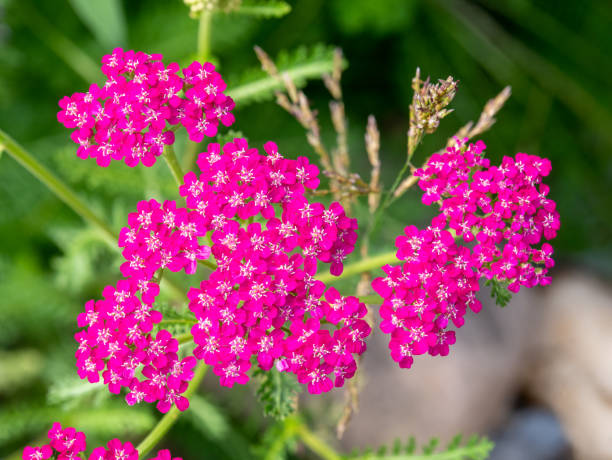 yarrow flower seeds pink