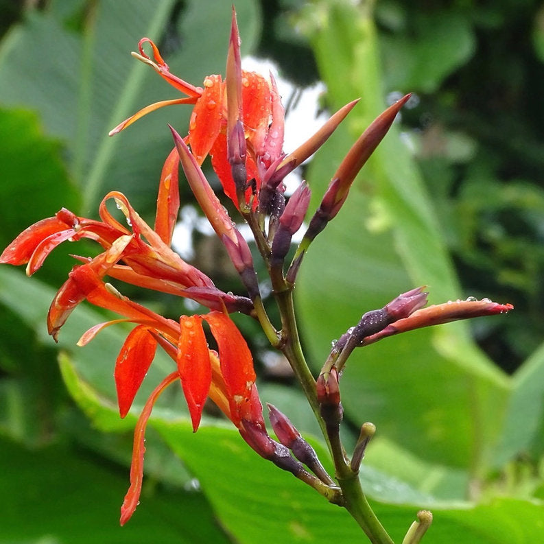 Canna Tuerckheimii Kräutersamen