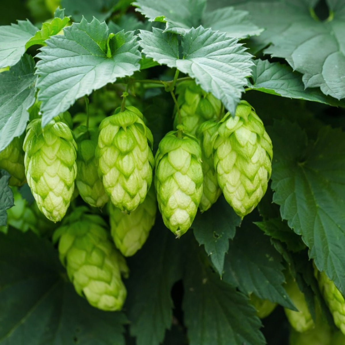 Humulus Lupulus Flower Seeds