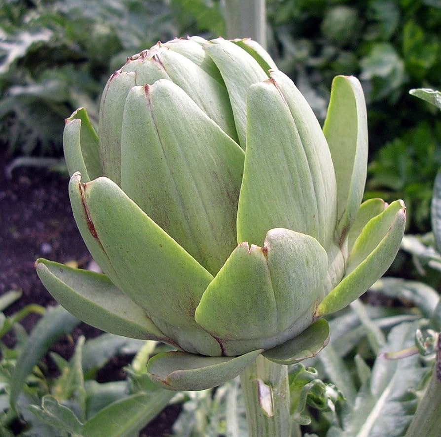 アーティチョーク 非遺伝子組み換え 植え付け用野菜