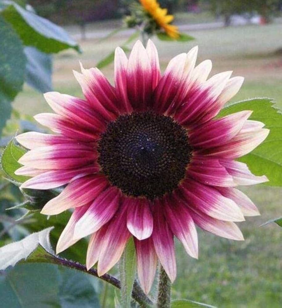 Sunflower Seeds for Planting creme and pink