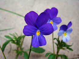 Johnny Jump Up Seeds – Blue & White for Planting