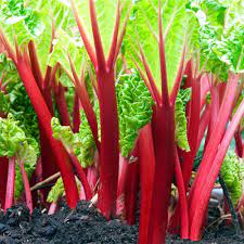 Semi di Rabarbaro Rosso - Facili da coltivare