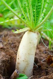 Heirloom Mixed Color Radish Seeds for Planting