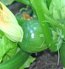 Semi di zucchine da collezione - Miscela rotonda di zucca